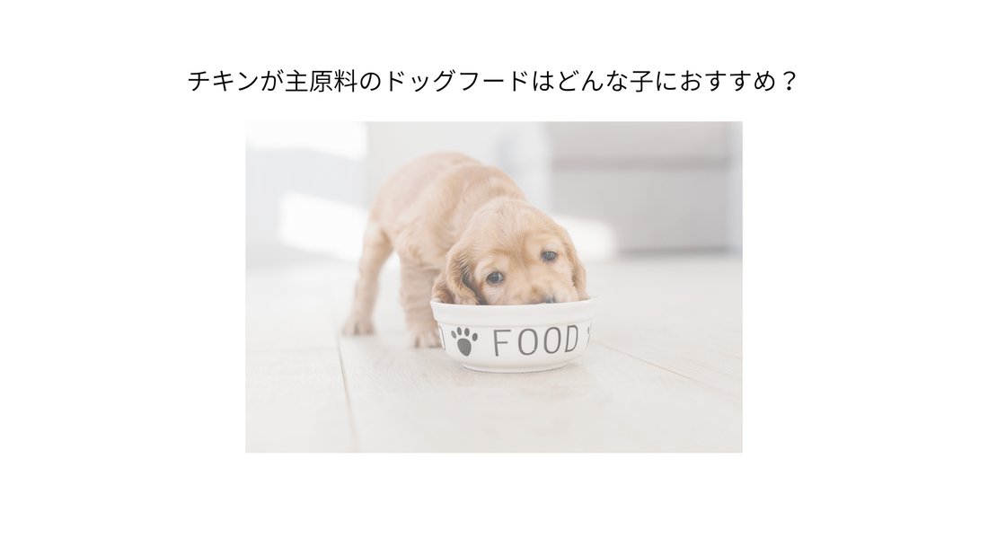 チキンが主原料のドッグフードはこんな子におすすめ！