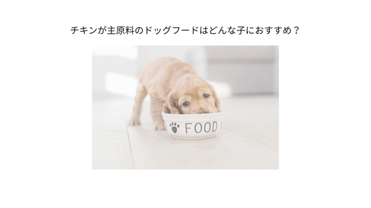 チキンが主原料のドッグフードはこんな子におすすめ！