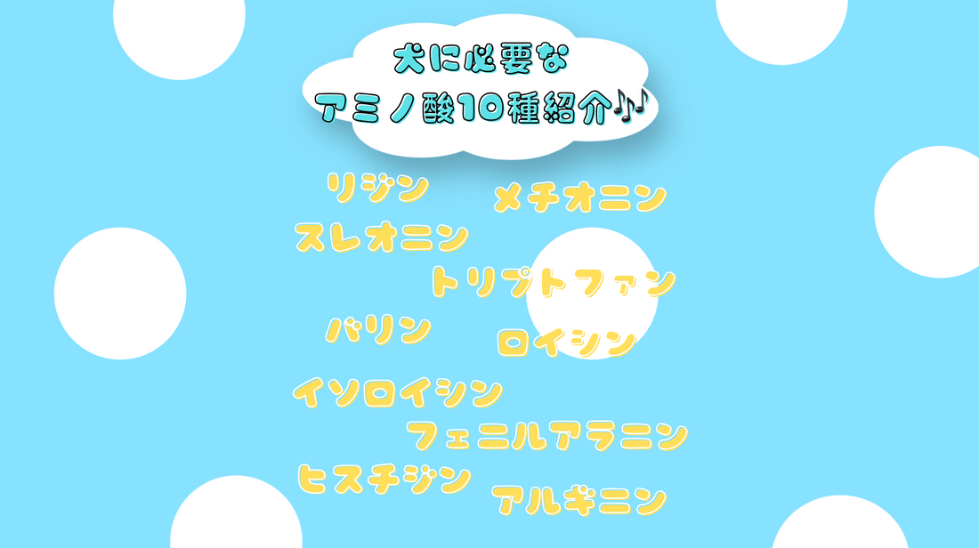 🐶犬に必要な必須アミノ酸10種類をわかりやすく解説✨