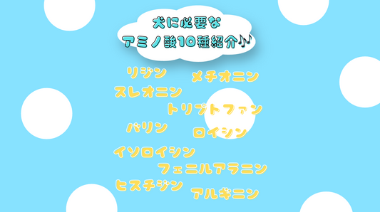 🐶犬に必要な必須アミノ酸10種類をわかりやすく解説✨