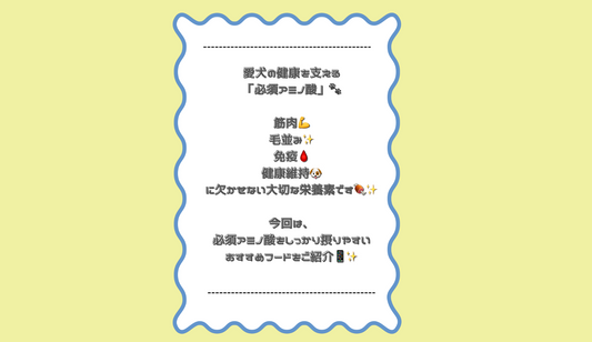 アミノ酸に注目して選ぶ！おすすめドッグフード3選🐶✨