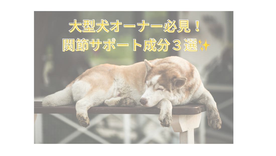🐕🦺大型犬オーナー必見！関節ケアで注目したい成分3選✨