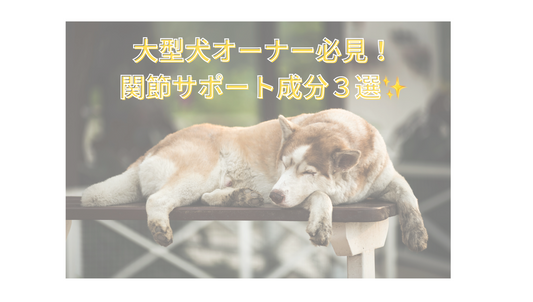 🐕🦺大型犬オーナー必見！関節ケアで注目したい成分3選✨
