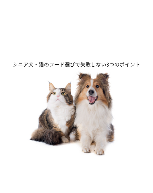 🐶🐱 シニア犬・シニア猫のフード選び🍚✨ 3つの大切なポイント！