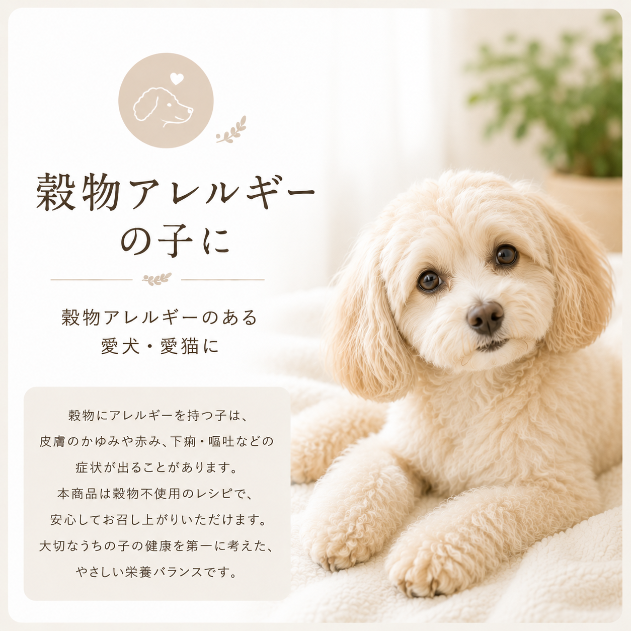 穀物アレルギーの子に